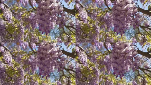 紫藤在春天的花园里盛开。高清在线视频素材下载