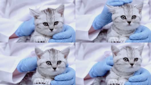 兽医与小灰色苏格兰小猫在他的手臂在医疗动物诊所关闭高清在线视频素材下载