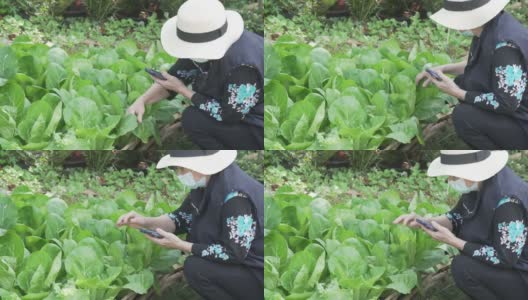 农学家用智能手机检查生菜蔬菜质量。农业技术高清在线视频素材下载