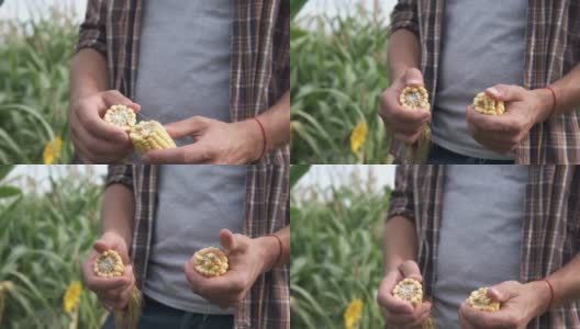 一位农学家在玉米地里检查玉米收成。农业。高清在线视频素材下载