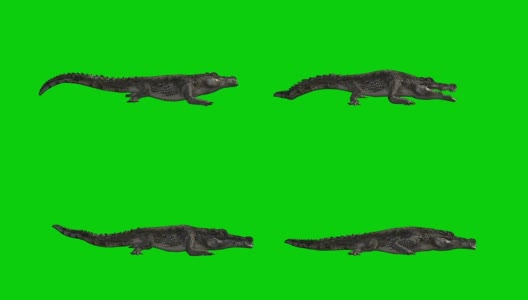 鳄鱼攻击绿屏(可循环)高清在线视频素材下载