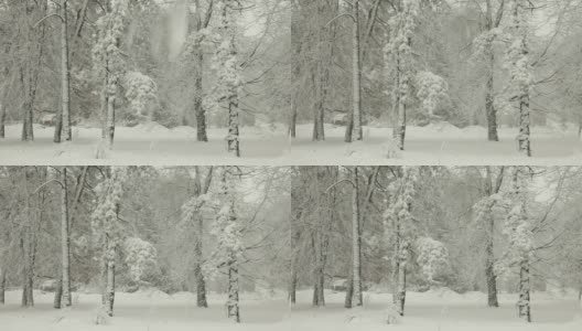 在暴风雪中驾驶雪在冬天覆盖树木高清在线视频素材下载