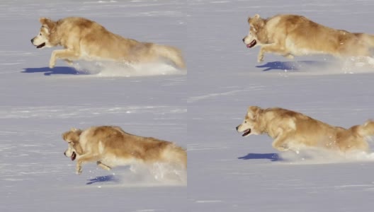 漂亮的狗在雪中玩耍高清在线视频素材下载