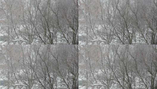 高清:雪花飘落的冬季场景(视频)高清在线视频素材下载