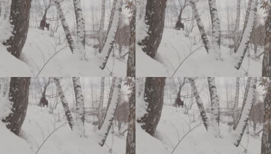 白桦林，在冬季，大雪纷飞，两名徒步旅行者穿过大雪高清在线视频素材下载