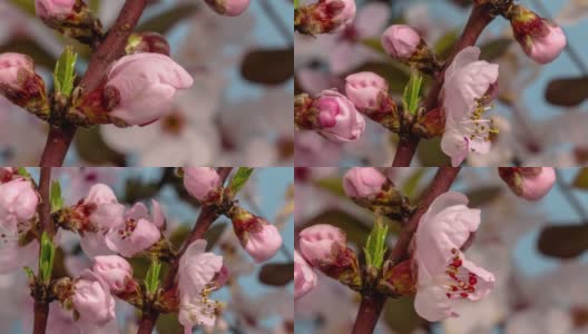 桃花盛开在蓝色背景的水平格式延时4k视频。桃树在春天开花的视频。高清在线视频素材下载