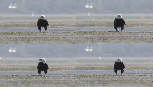加拿大温哥华海滩上的秃鹰高清在线视频素材下载