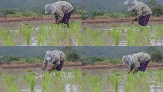 亚洲农民在工作中种植水稻高清在线视频素材下载