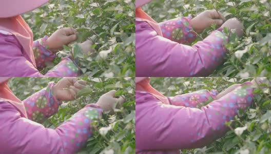 在茶园采摘绿茶的妇女4k高清在线视频素材下载