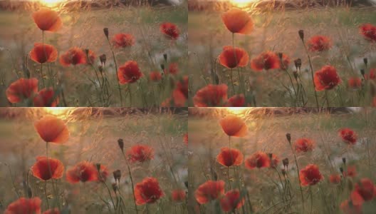 罂粟花和日落高清在线视频素材下载