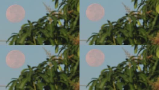 早晨树上的大月亮高清在线视频素材下载