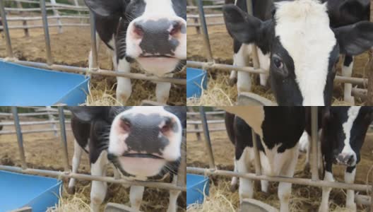 泰国农村当地农场的牛在吃稻草高清在线视频素材下载