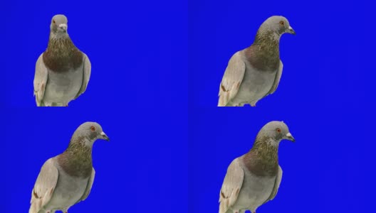 鸽子对蓝色色度键高清在线视频素材下载