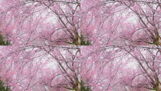 粉红色的樱花在春天盛开高清在线视频素材下载