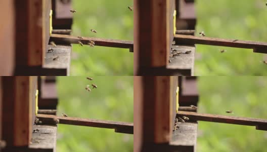蜂箱和蜜蜂，靠近点高清在线视频素材下载