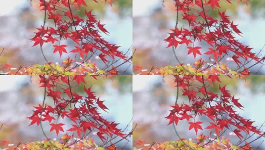 日本爱知县，可兰经，红红的枫叶。高清在线视频素材下载