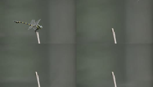 蜻蜓栖息在树枝上高清在线视频素材下载