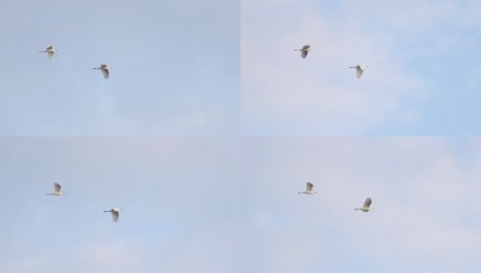 白鹭在晴朗的春天的天空中飞翔高清在线视频素材下载