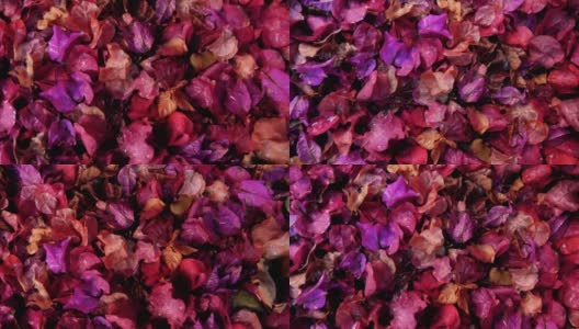 特写的三角梅花以红色、紫色、粉色绽放，雨滴落在地上。高清在线视频素材下载