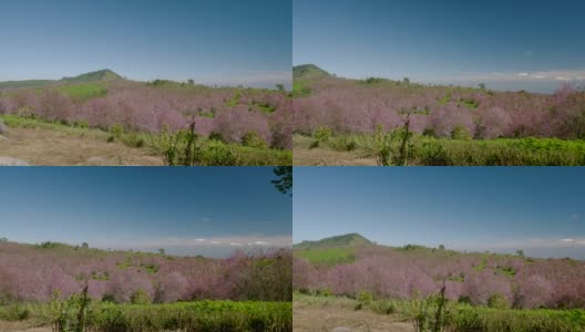 在泰国蓬落省的富洛洛地区，阳光明媚的一天，山顶上盛开着美丽的粉红色花朵。高清在线视频素材下载