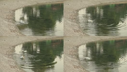 阿联酋阿布扎比的一只鹅正在池塘里清洗自己高清在线视频素材下载
