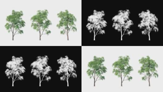 树在白色背景与哑光alpha高清在线视频素材下载