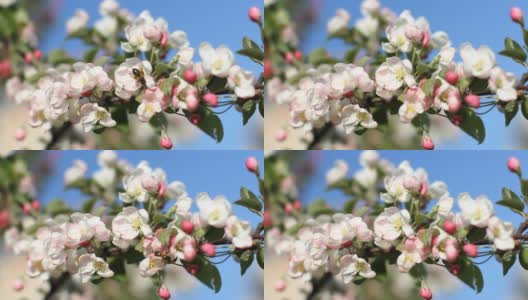 苹果树上开着白色和粉红色的花。高清在线视频素材下载