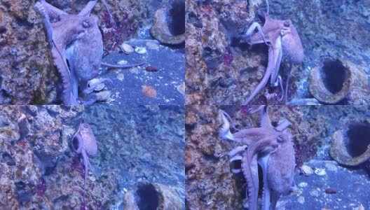 那不勒斯——水族馆的章鱼Stazione动物高清在线视频素材下载