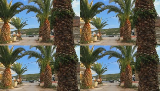 高清多莉:地中海棕榈树高清在线视频素材下载