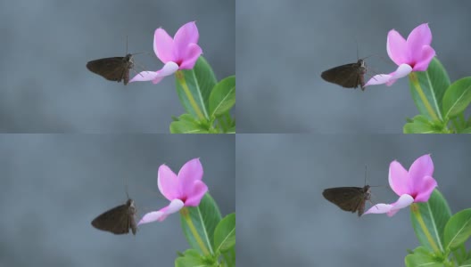 蝴蝶栖息在一朵花上。高清在线视频素材下载