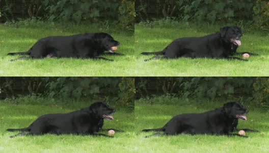 夏日里，一条成熟的狗躺在树荫下高清在线视频素材下载