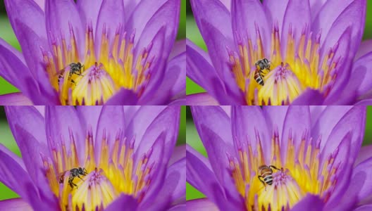 蜜蜂在粉莲花的花粉中进食。高清在线视频素材下载