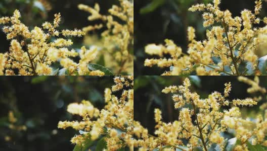 泰国龙眼水果开花季节高清在线视频素材下载