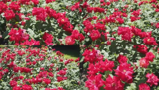 红玫瑰花在花园里高清在线视频素材下载