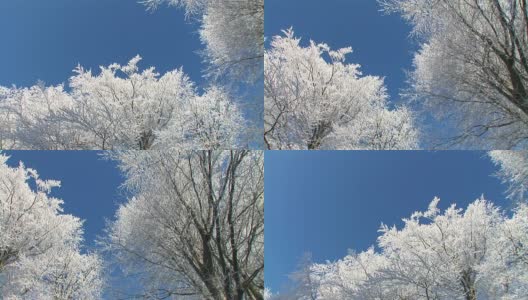 白雪覆盖的树顶。高清在线视频素材下载