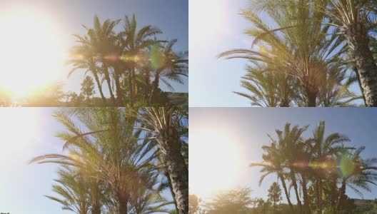 两段4K格式的棕榈树视频高清在线视频素材下载