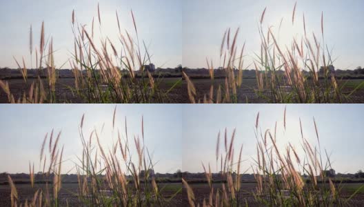 4K:阳光穿过鲜花和稻田高清在线视频素材下载