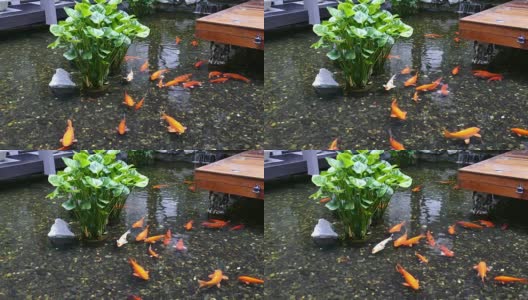 花式鲤鱼在游泳高清在线视频素材下载