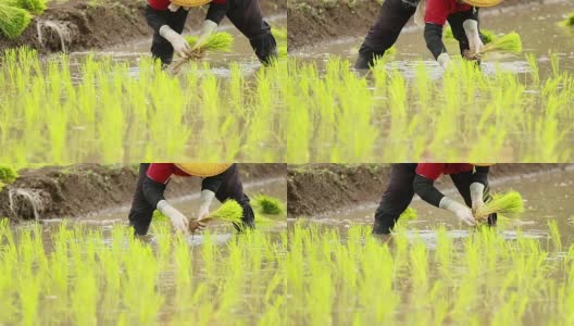 农民在稻田里种植水稻，慢镜头高清在线视频素材下载