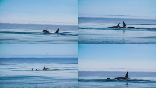 虎鲸和虎鲸幼崽的慢动作镜头高清在线视频素材下载