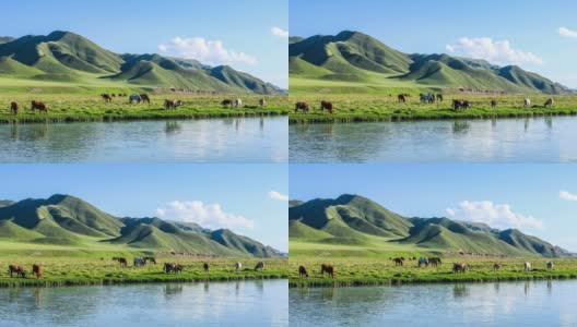 马和牛在河边的草地上吃草高清在线视频素材下载