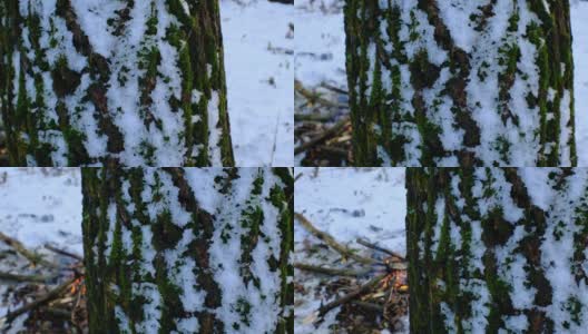 从积雪的树干到营火的视角转换高清在线视频素材下载