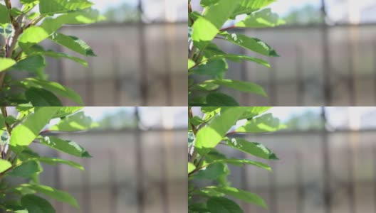 绿色的樱桃树叶在枝上摇曳，暖暖的夏风，灰色的拷贝空间高清在线视频素材下载