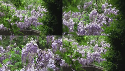 甘氨酸华丽的紫色，盛开在花园里，在雨中。甘草叶，一株壮观的攀缘灌木。她的学名是紫藤高清在线视频素材下载