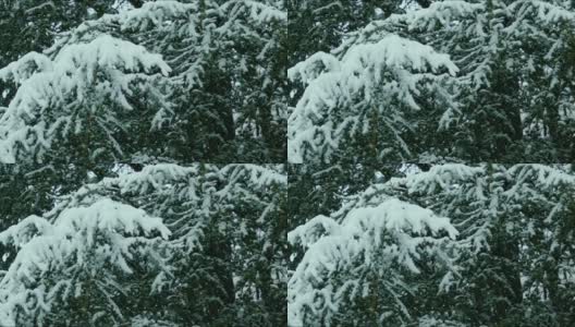 树枝上挂满了雪stock视频高清在线视频素材下载