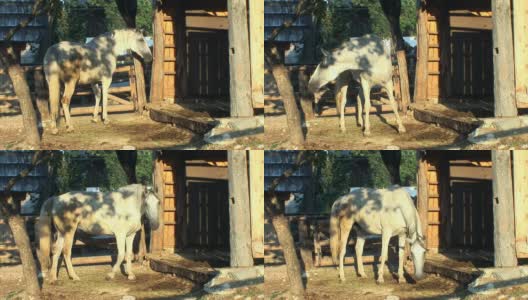 高清:白色的马高清在线视频素材下载