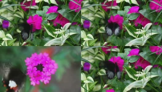 以花为食的蝴蝶高清在线视频素材下载