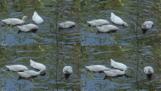 鸭子在池塘里觅食高清在线视频素材下载