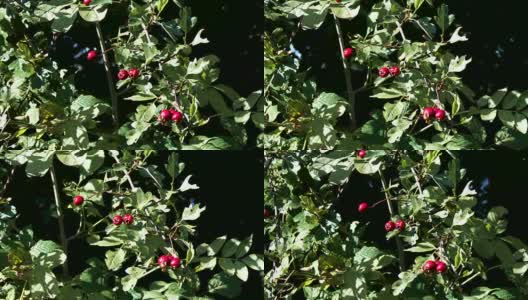 红山楂浆果拍摄于十月高清在线视频素材下载
