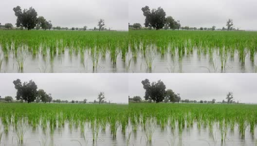 灌溉通过雨高清在线视频素材下载